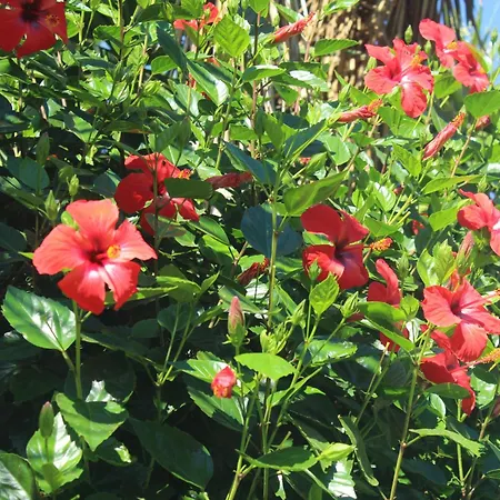 Flamingos Bed & Breakfast