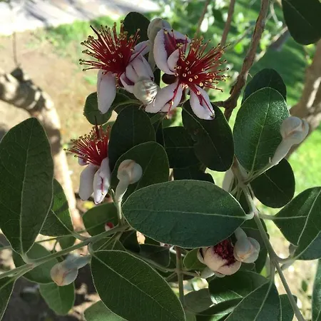 Flamingos Bed & Breakfast 3*