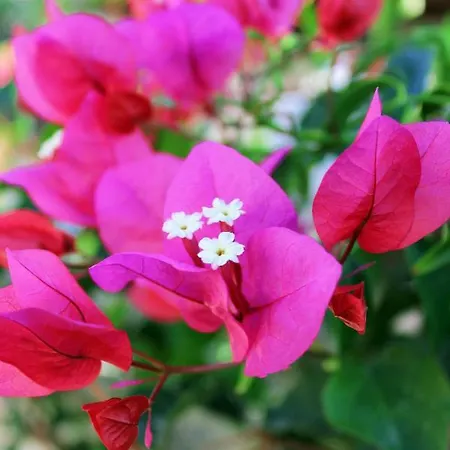 Flamingos Bed & Breakfast La Maddalena (Cagliari)