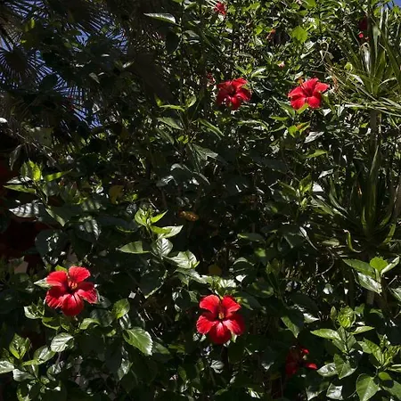 Bed & Breakfast Flamingos